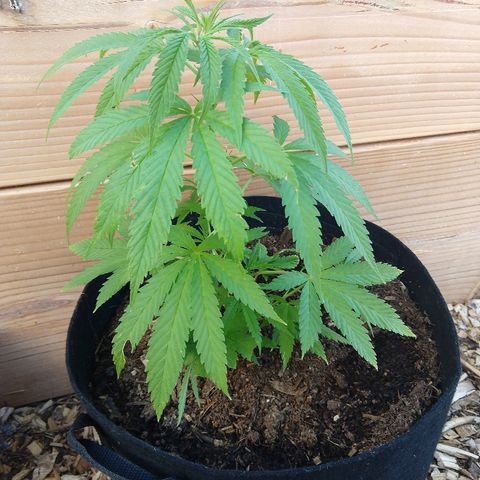 Harlequin #2 growlog timeline photo