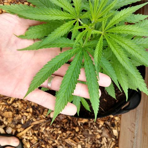 Harlequin #2 growlog timeline photo