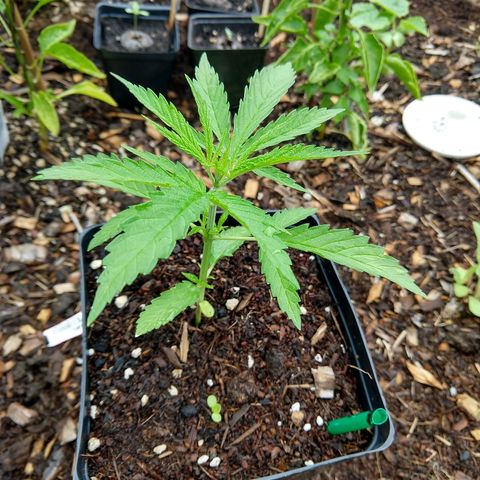 Cannatonic growlog timeline photo