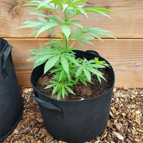 Harlequin #2 growlog timeline photo