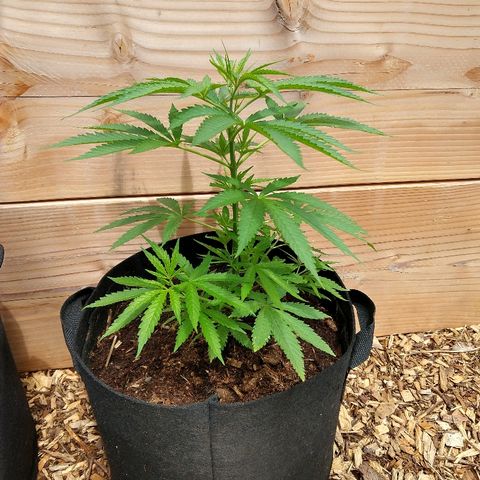 Harlequin #2 growlog timeline photo