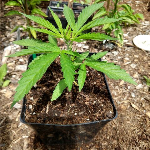 Cannatonic growlog timeline photo