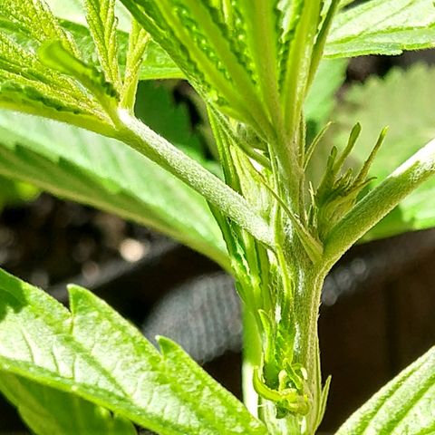 Harlequin #2 growlog photo: True preflowers. She is healthy!