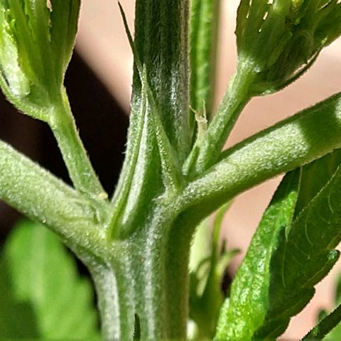 Harlequin #2 growlog photo: True preflowers. She is healthy!