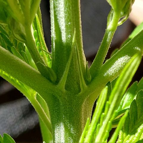 Harlequin #2 growlog photo: True preflowers. She is healthy!