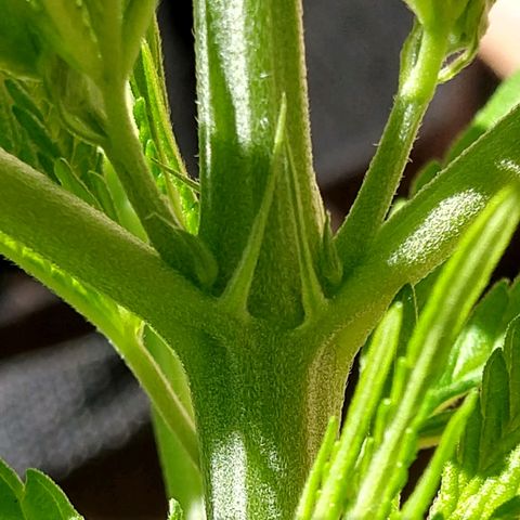 Harlequin #2 growlog photo: True preflowers. She is healthy!