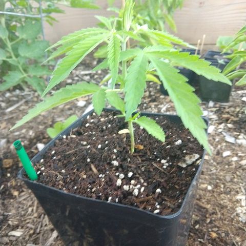 Cannatonic growlog timeline photo