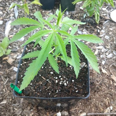 Cannatonic growlog timeline photo