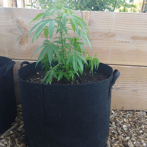 Harlequin #2 growlog timeline photo