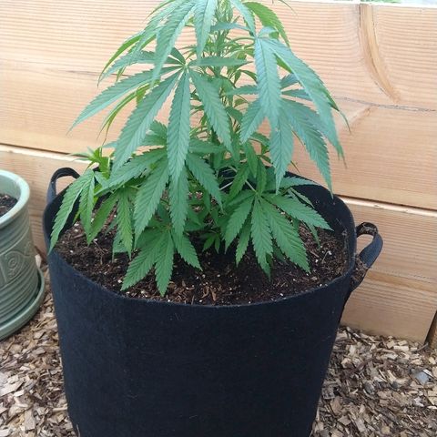 Harlequin #2 growlog timeline photo
