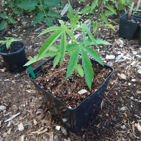 Cannatonic growlog timeline photo