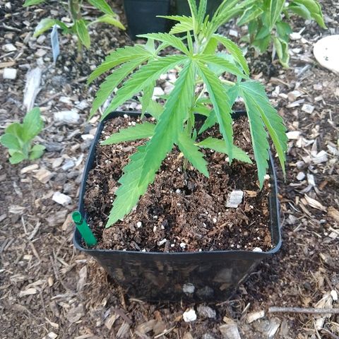 Cannatonic growlog timeline photo