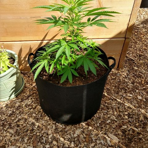 Harlequin #2 growlog timeline photo