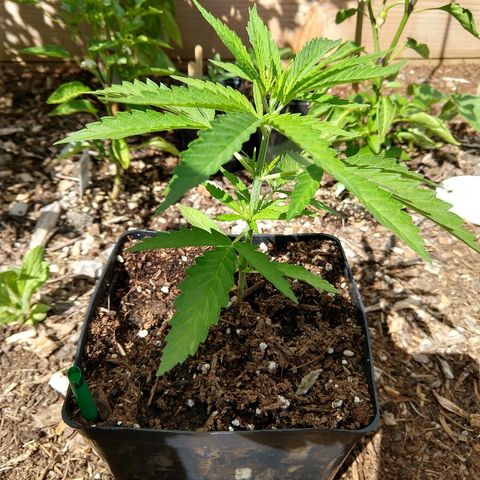 Cannatonic growlog timeline photo
