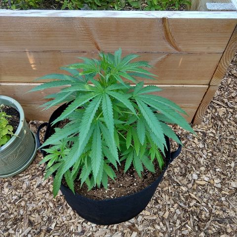 Harlequin #2 growlog timeline photo
