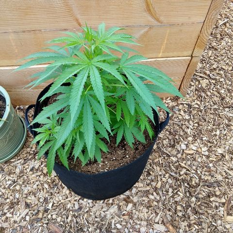 Harlequin #2 growlog timeline photo