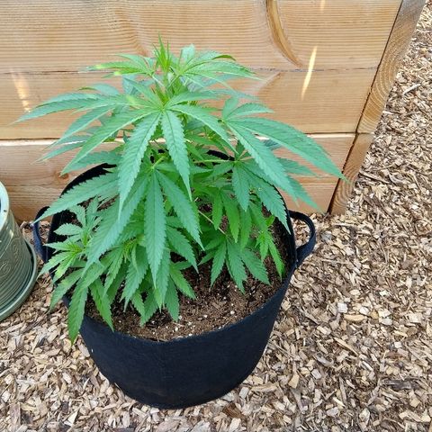 Harlequin #2 growlog timeline photo