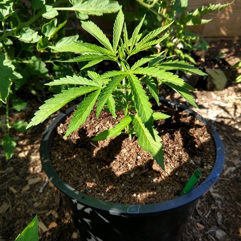 Cannatonic growlog timeline photo