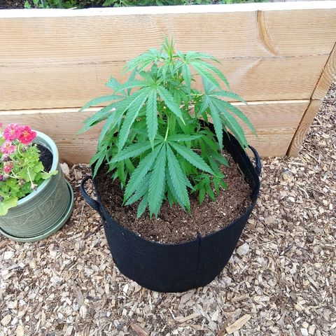 Harlequin #2 growlog timeline photo