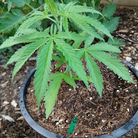 Cannatonic growlog timeline photo