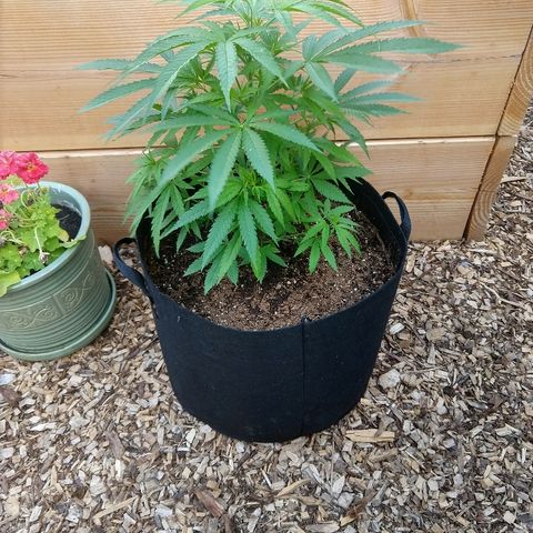 Harlequin #2 growlog timeline photo