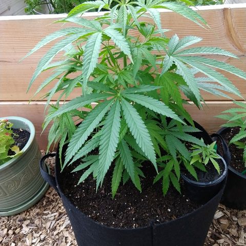 Harlequin #2 growlog timeline photo