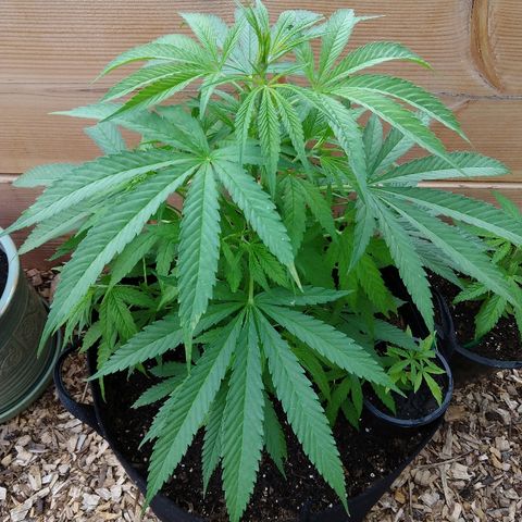 Harlequin #2 growlog timeline photo