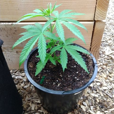 Cannatonic growlog timeline photo