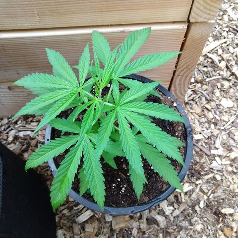Cannatonic growlog timeline photo
