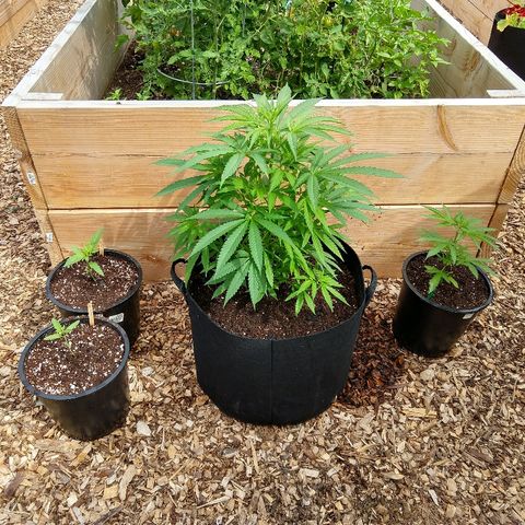 Cannatonic growlog timeline photo