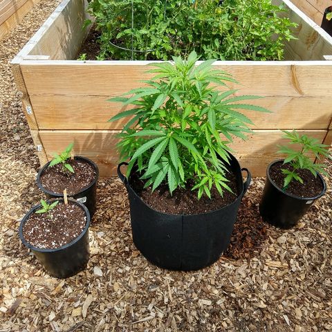 Cannatonic growlog timeline photo