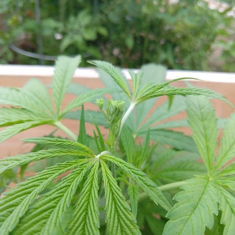 Harlequin #2 growlog timeline photo