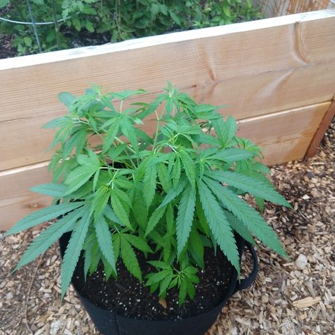 Harlequin #2 growlog timeline photo