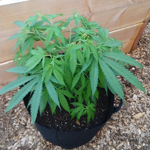 Harlequin #2 growlog timeline photo