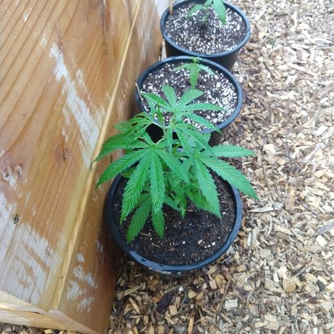 Cannatonic growlog timeline photo