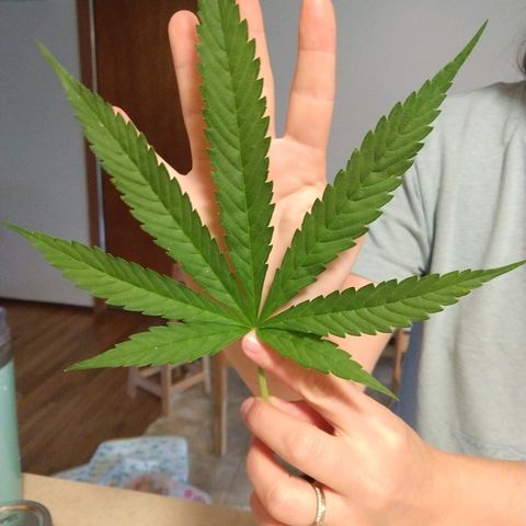 Harlequin #2 growlog timeline photo
