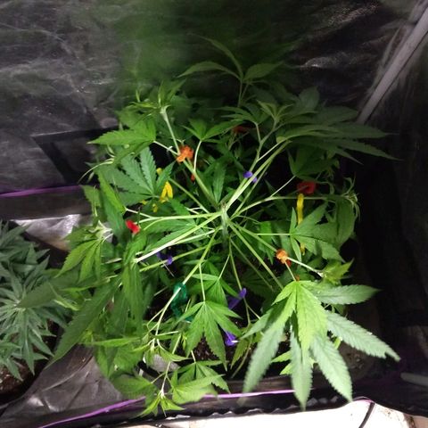 Harlequin #2 growlog timeline photo