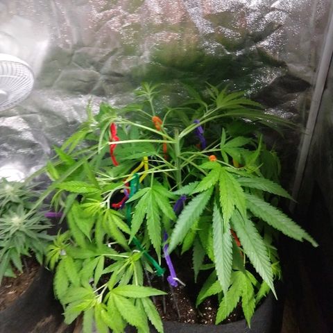 Harlequin #2 growlog timeline photo