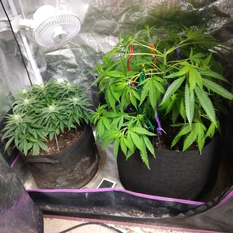 Harlequin #2 growlog timeline photo