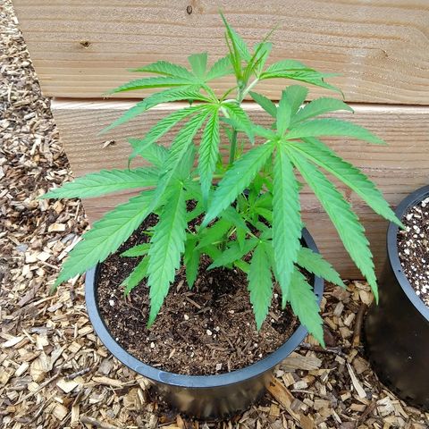 Cannatonic growlog timeline photo