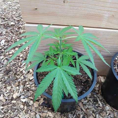 Cannatonic growlog timeline photo
