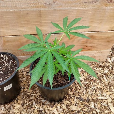 Cannatonic growlog timeline photo