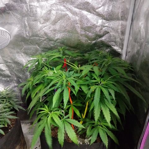 Harlequin #2 growlog timeline photo
