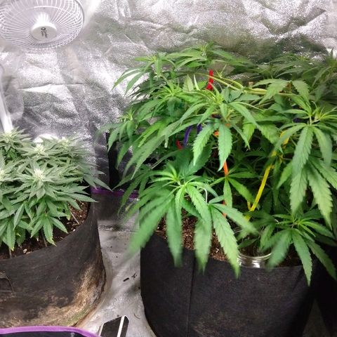Harlequin #2 growlog timeline photo