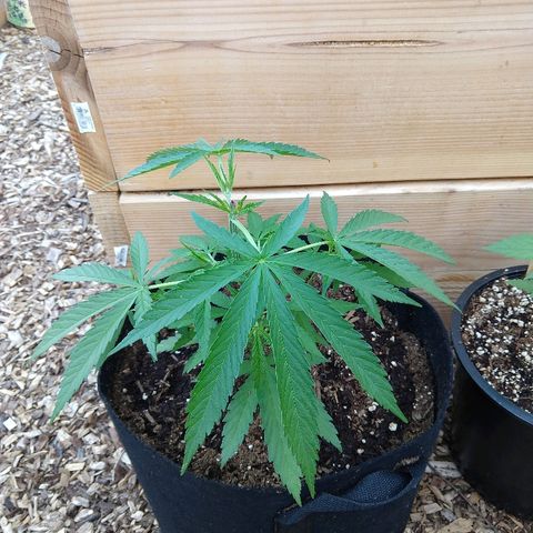 Cannatonic growlog timeline photo