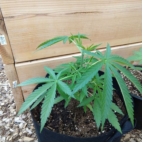 Cannatonic growlog timeline photo