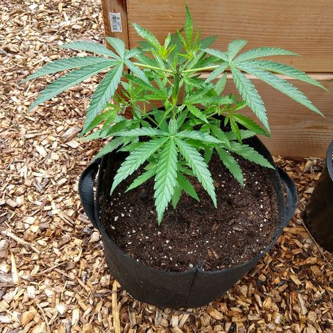 Cannatonic growlog timeline photo