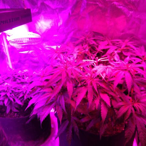 Harlequin #2 growlog timeline photo