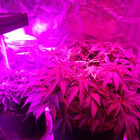 Harlequin #2 growlog timeline photo