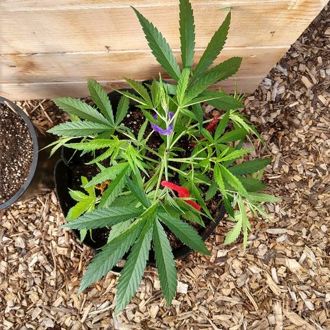 Cannatonic growlog timeline photo